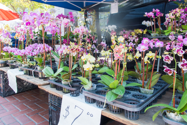 Orchids at The Heart of the City Farmers Market