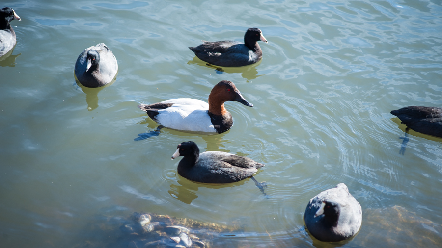 Ducks floating on the water of Lake Merritt