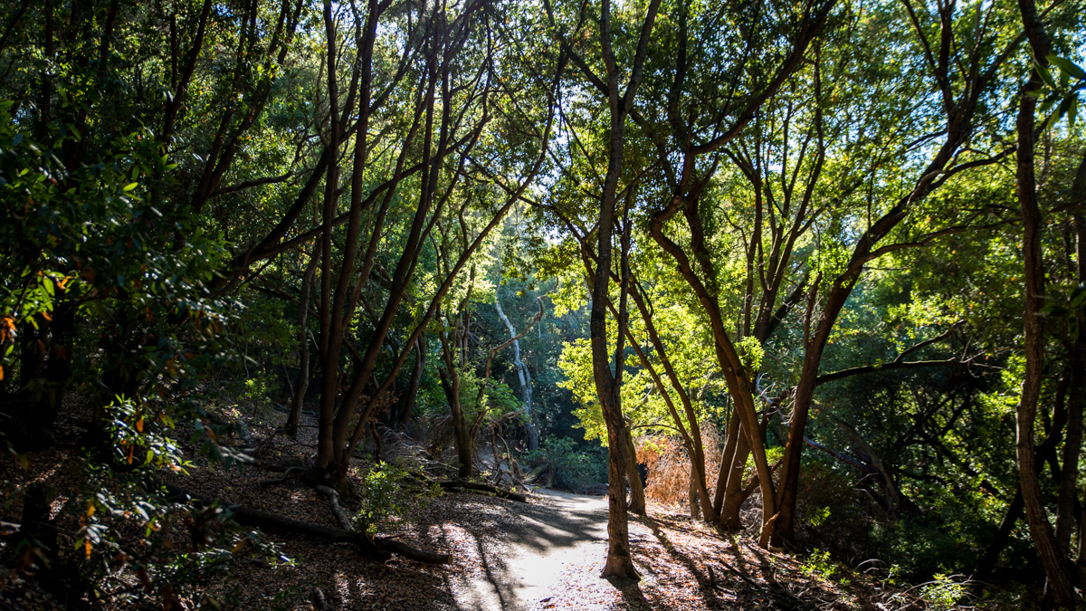 Billed by Dublin as one of its “little-known treasures,” the Martin Canyon Creek Trail is wellmaintained and a local favorite for hikers, runners, families and dogs (and their humans). 