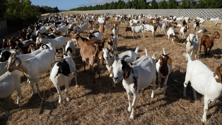 goats5