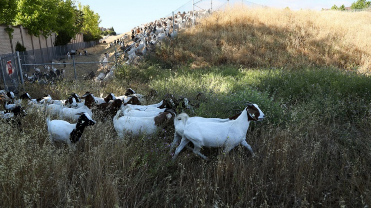 goats7