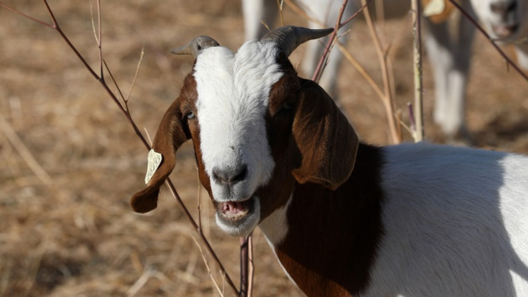 goats10