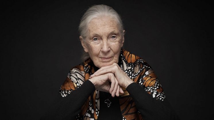 Dr. Jane Goodall is one of many speakers at the Virtual Wildlife Conservation Expo. Photo courtesy of Dr. Jane Goodall/Wildlife Conservation Network.