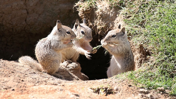 CA ground squirrels