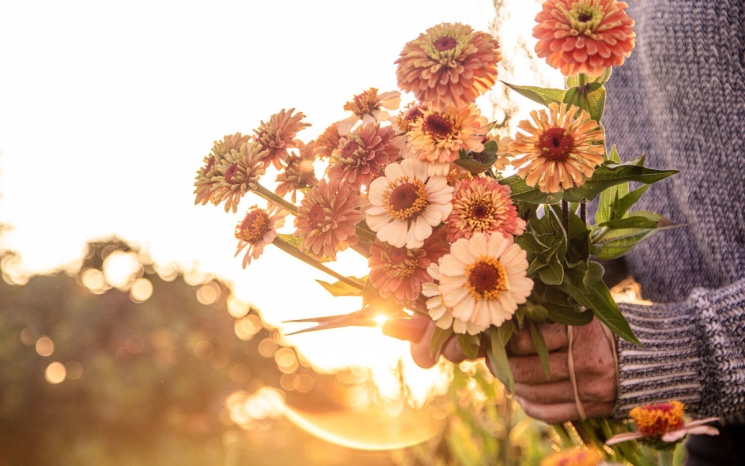 Harvesting at Bluma Flower Farm.