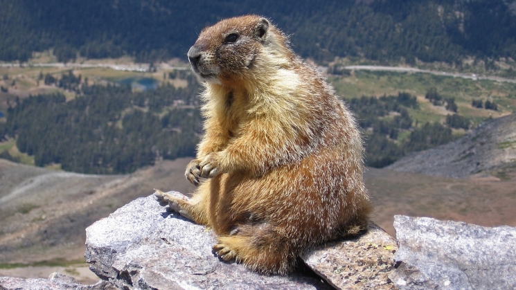 We found groundhogs in the Bay Area | BARTable