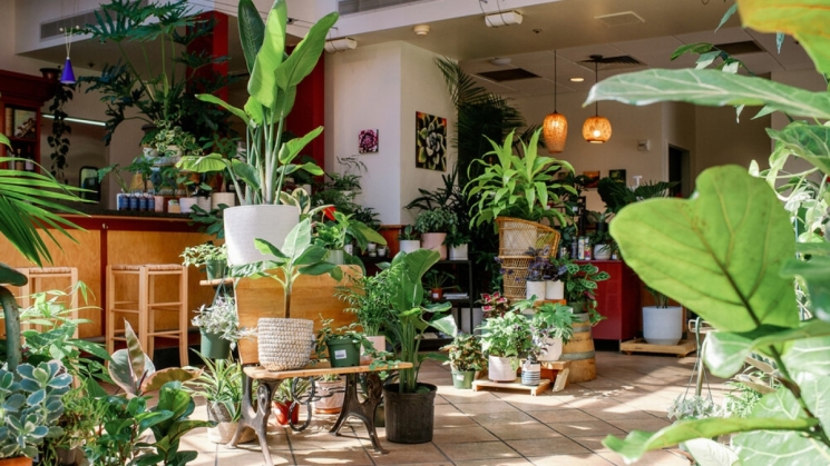 plant shop in san francisco