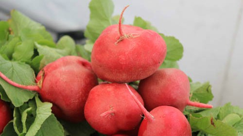 San Leandro Bayfair Farmer's Market