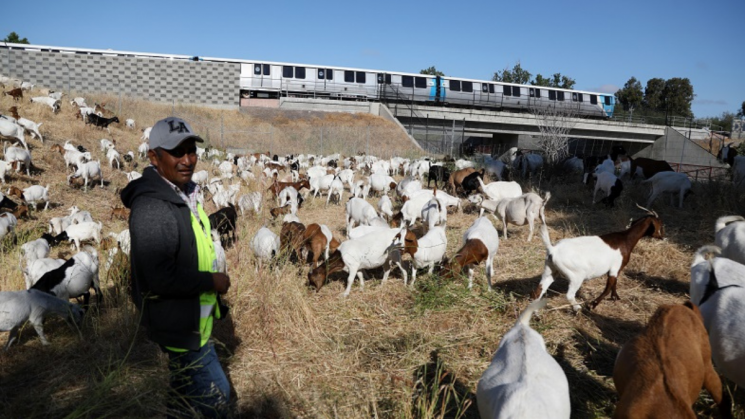 BART uses grazing goats to reduce fire danger on right-of-way property
