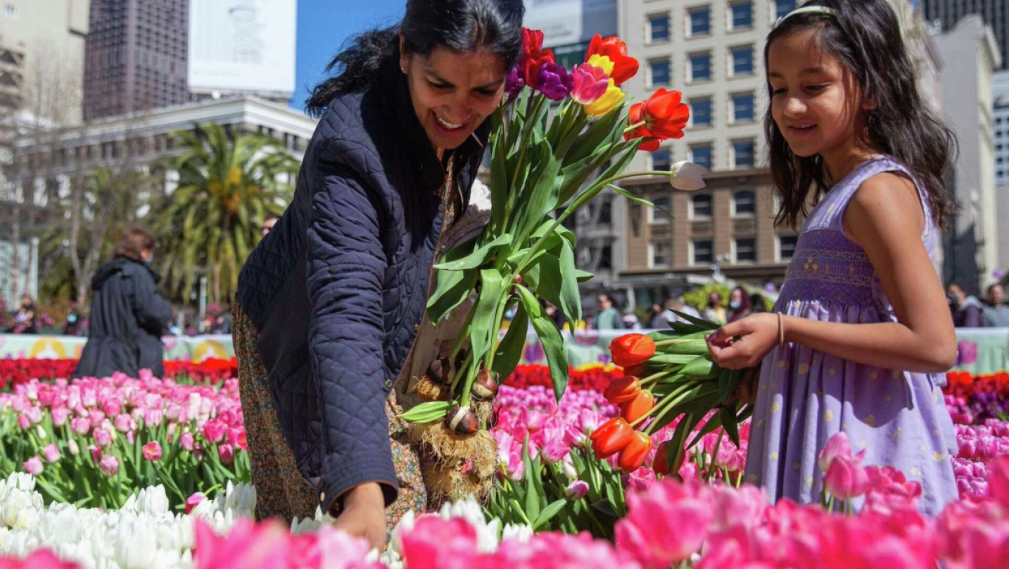 take BART to free tulip day