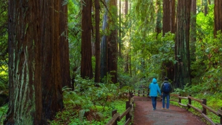 Take a day trip to Muir Woods for the ultimate adventure. Photo courtesy of Golden Gate Park National Conservatory.