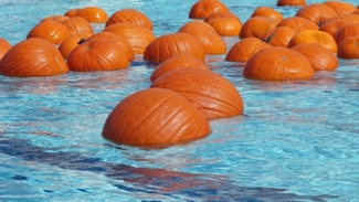 Make a splash picking pumpkins at The Floating Pumpkin Patch. Photo courtesy of The City of Berkeley. 