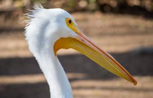 Enjoy breathtaking bird watching at Lake Merritt