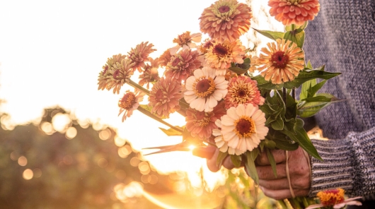 Harvesting at Bluma Flower Farm.
