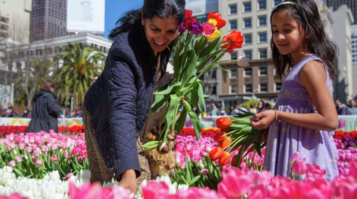 take BART to free tulip day